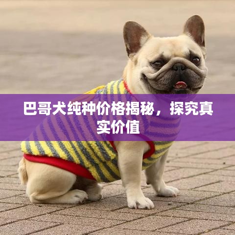 巴哥犬纯种价格揭秘,探究真实价值