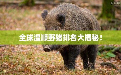 全球温顺野猪排名大揭秘!